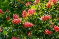 Blooming red horse-chestnut Aesculus Ãâ carnea